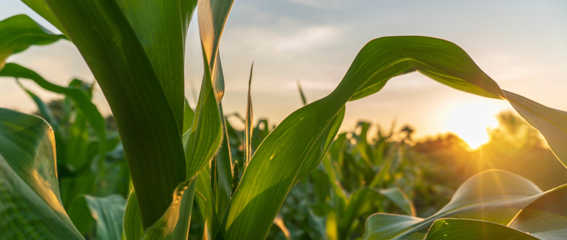 A close-up of a corn field during sunrise.